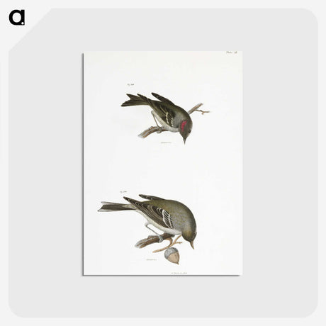 2-68_Zoology-of-New-York_postcard