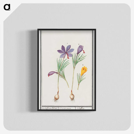 2-69_Anselmus-Boetius-de-Boodt_blk-crop