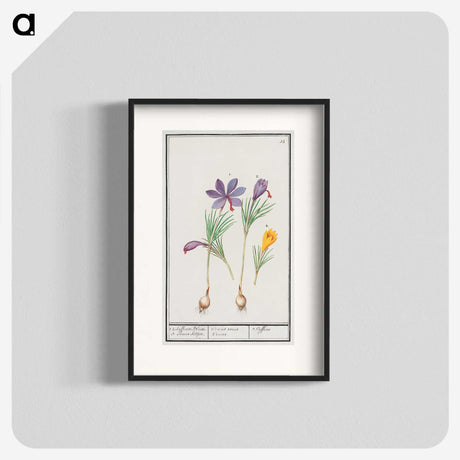 2-69_Anselmus-Boetius-de-Boodt_blk