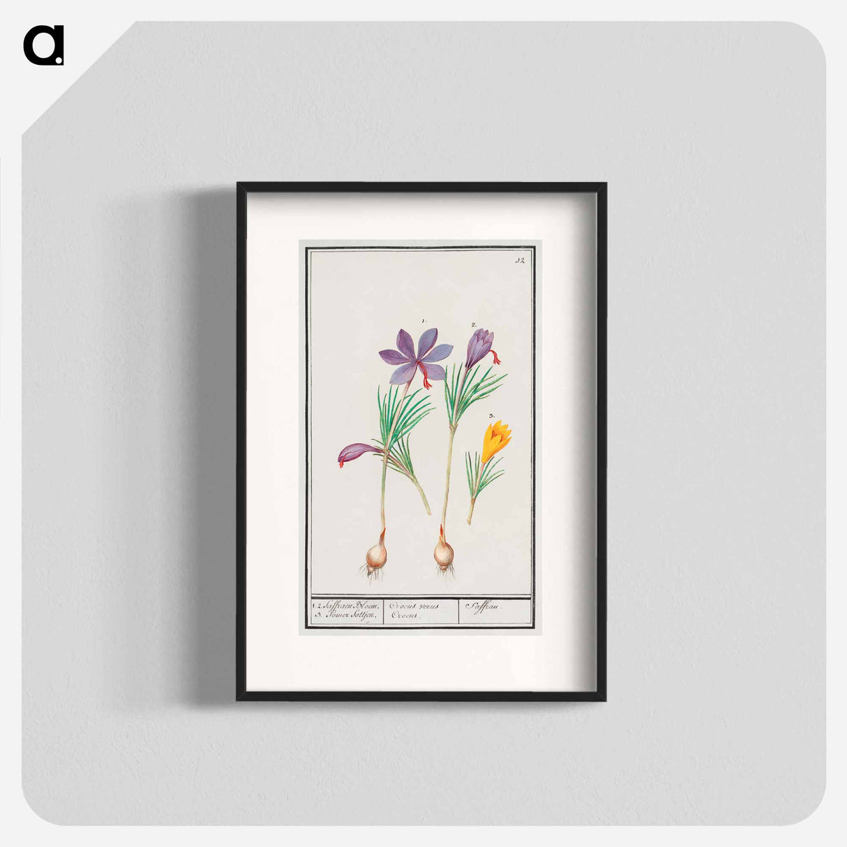 Saffron crocus, Crocus sativus and yellow crocus, Crocus - アンセルムス ボエティウス デ ブート Poster.