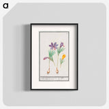 Saffron crocus, Crocus sativus and yellow crocus, Crocus - アンセルムス ボエティウス デ ブート Poster.