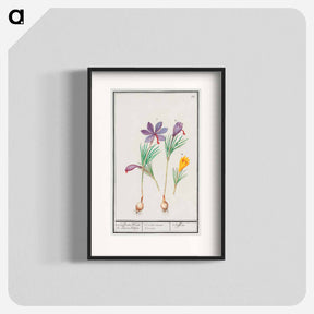 アートポスター-Saffron crocus, Crocus sativus and yellow crocus, Crocus - アンセルムス ボエティウス デ ブート Poster.