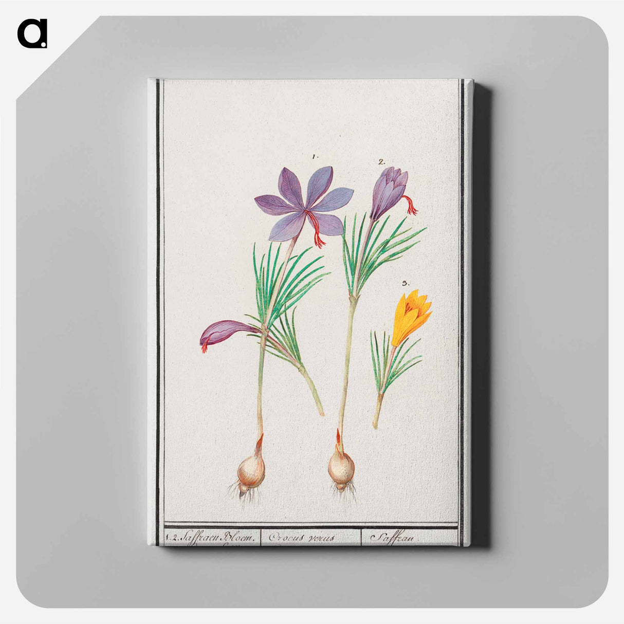 Saffron crocus, Crocus sativus and yellow crocus, Crocus - アンセルムス ボエティウス デ ブート Canvas.