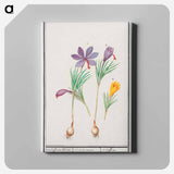 Saffron crocus, Crocus sativus and yellow crocus, Crocus - アンセルムス ボエティウス デ ブート Canvas.