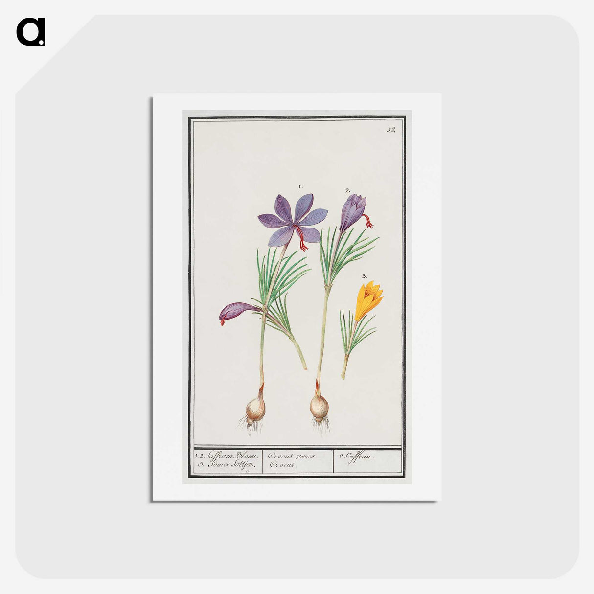 2-69_Anselmus-Boetius-de-Boodt_hagaki