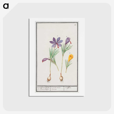 2-69_Anselmus-Boetius-de-Boodt_hagaki