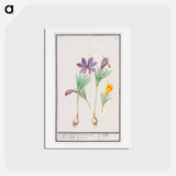 Saffron crocus, Crocus sativus and yellow crocus, Crocus - アンセルムス ボエティウス デ ブート Postcard.