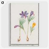 2-69_Anselmus-Boetius-de-Boodt_picture-crop