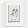 2-69_Anselmus-Boetius-de-Boodt_picture