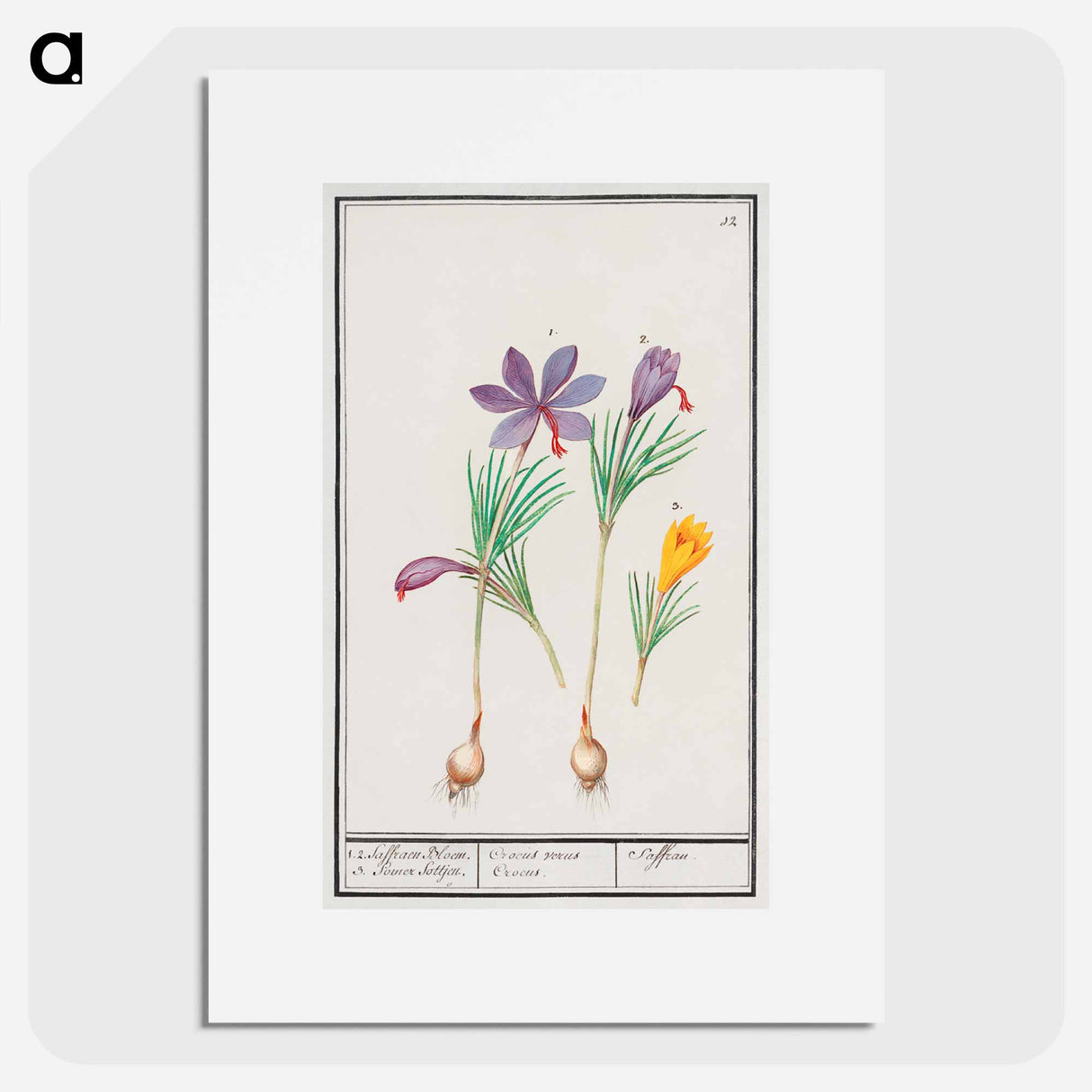 Saffron crocus, Crocus sativus and yellow crocus, Crocus - アンセルムス ボエティウス デ ブート Poster.