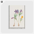 2-69_Anselmus-Boetius-de-Boodt_postcard