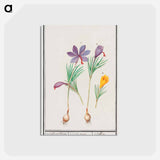 Saffron crocus, Crocus sativus and yellow crocus, Crocus - アンセルムス ボエティウス デ ブート Postcard.