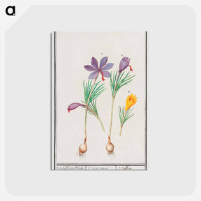 アートポストカード-Saffron crocus, Crocus sativus and yellow crocus, Crocus - アンセルムス ボエティウス デ ブート Postcard.