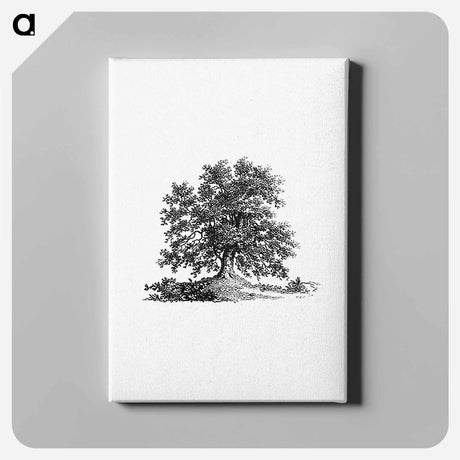 アートパネル-Tree Illustration from The Pleasures of Hope
 - 大英図書館 Canvas.
