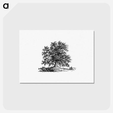 アートポストカード-Tree Illustration from The Pleasures of Hope
 - 大英図書館 Postcard.