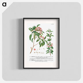 アートポスター-Plantae Selectae: No. 38
 - クリーブランド美術館 Poster.