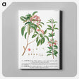 アートパネル-Plantae Selectae: No. 38
 - クリーブランド美術館 Canvas.