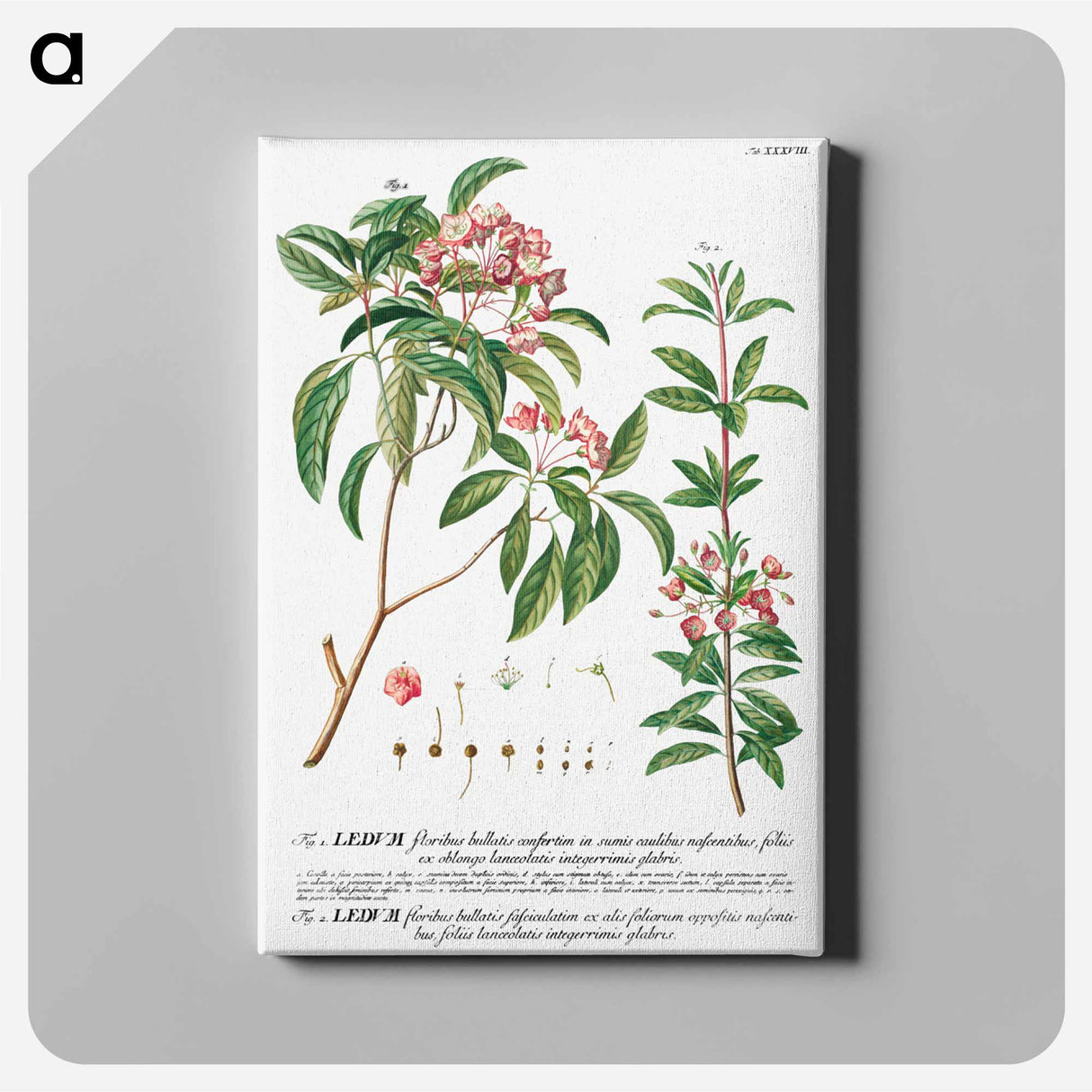 アートパネル-Plantae Selectae: No. 38
 - クリーブランド美術館 Canvas.