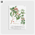 アートポストカード-Plantae Selectae: No. 38
 - クリーブランド美術館 Postcard.