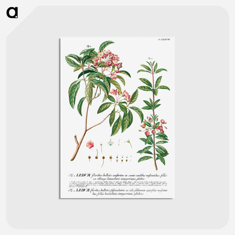アートポストカード-Plantae Selectae: No. 38
 - クリーブランド美術館 Postcard.