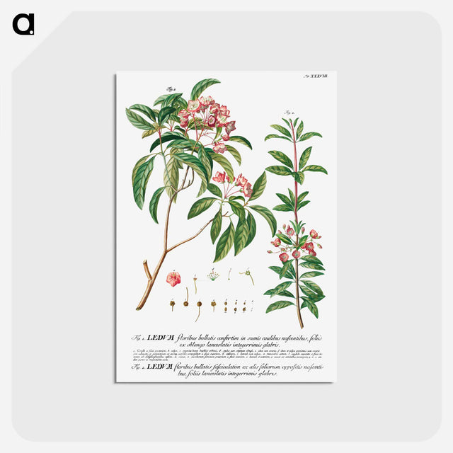 アートポストカード-Plantae Selectae: No. 38
 - クリーブランド美術館 Postcard.