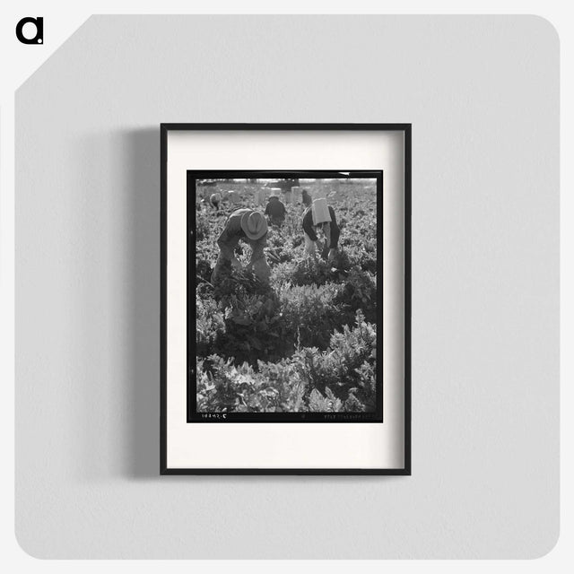 2-69_Dorothea-Lange_blk