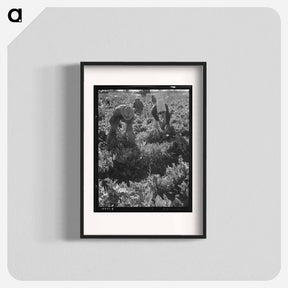 アートポスター-Untitled photo, possibly related to: Migratory field worker pulling carrots. Imperial Valley, California - ドロテア ラング Poster.