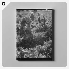 2-69_Dorothea-Lange_canvas