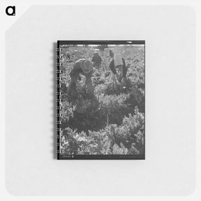 アートメモ帳-Untitled photo, possibly related to: Migratory field worker pulling carrots. Imperial Valley, California - ドロテア ラング Memo.