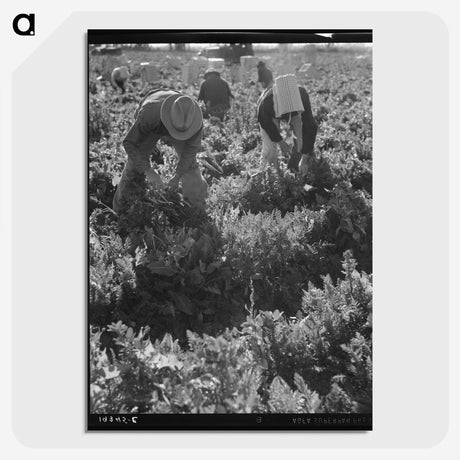 2-69_Dorothea-Lange_picture-crop