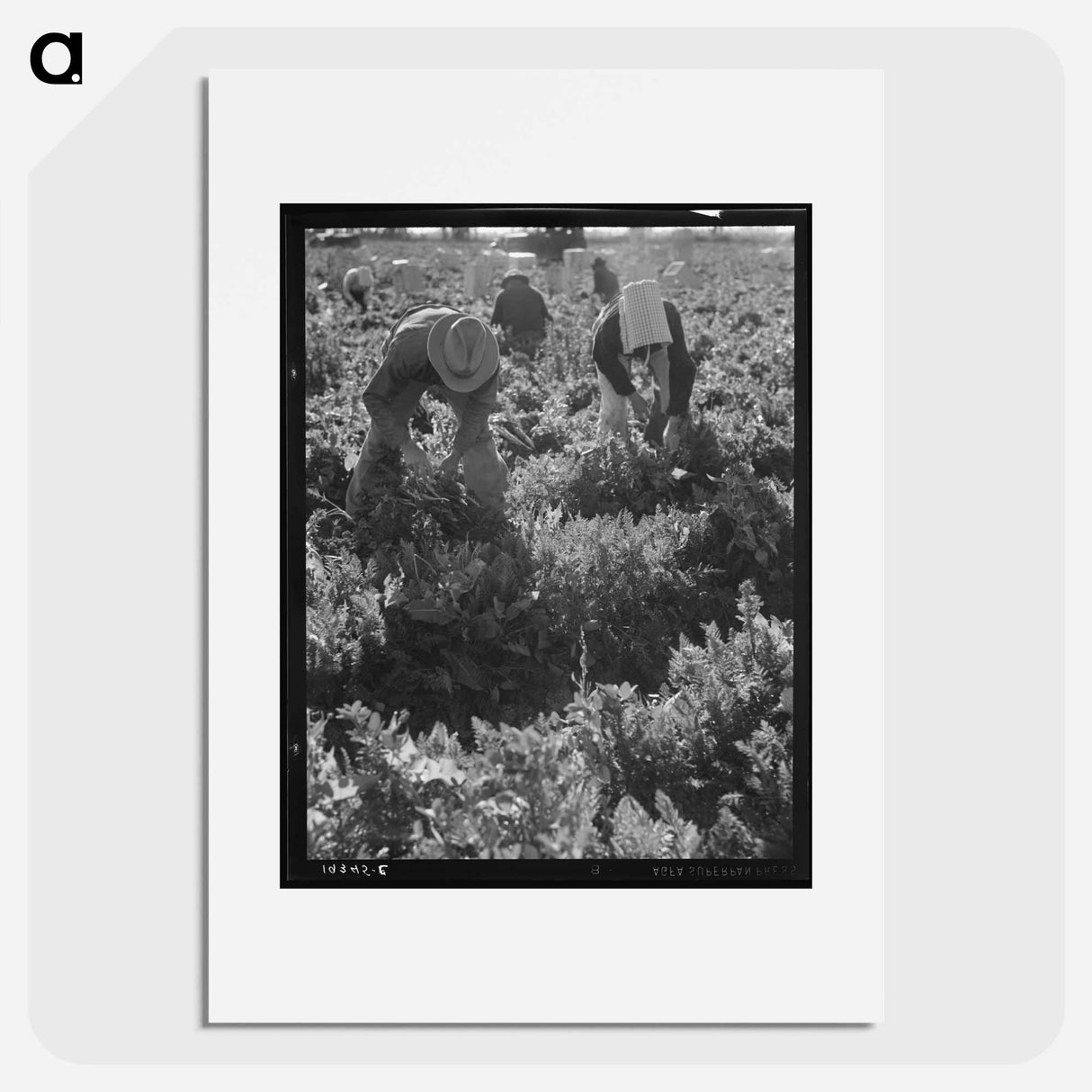 Untitled photo, possibly related to: Migratory field worker pulling carrots. Imperial Valley, California - Dorothea Lange Poster.