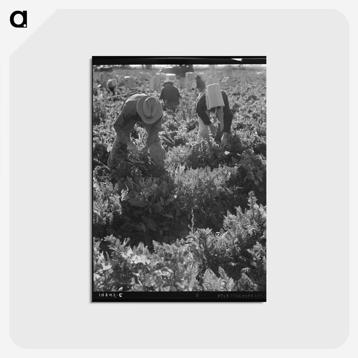 2-69_Dorothea-Lange_postcard