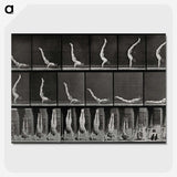 2-69_Eadweard-Muybridge_picture-crop
