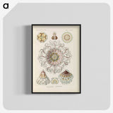 2-69_Ernst-Haeckel_blk-crop