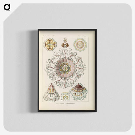 2-69_Ernst-Haeckel_blk-crop