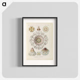 2-69_Ernst-Haeckel_blk