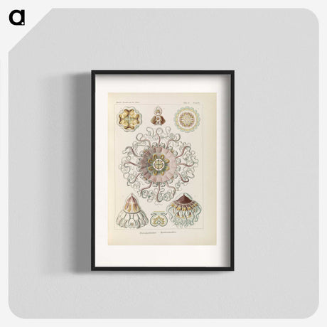 2-69_Ernst-Haeckel_blk