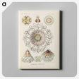 2-69_Ernst-Haeckel_canvas