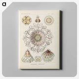 2-69_Ernst-Haeckel_canvas