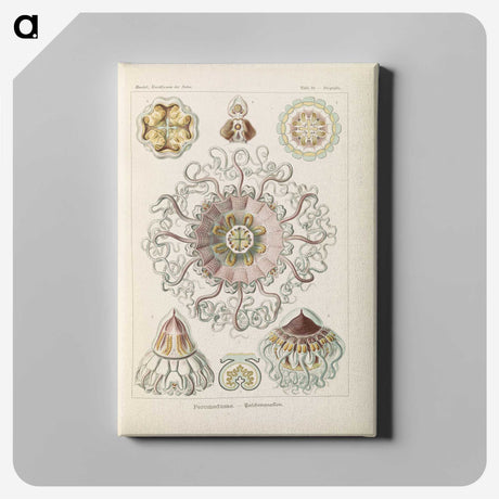 2-69_Ernst-Haeckel_canvas