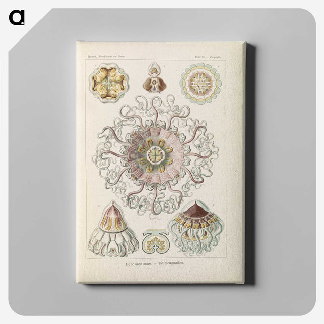 2-69_Ernst-Haeckel_canvas