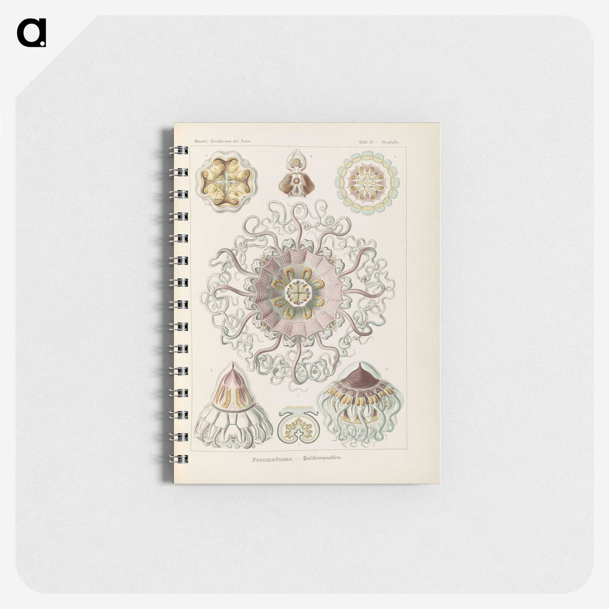 2-69_Ernst-Haeckel_memo