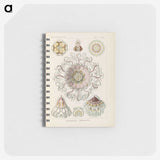 2-69_Ernst-Haeckel_memo