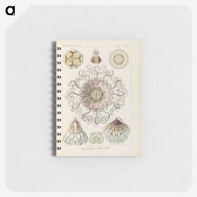 2-69_Ernst-Haeckel_memo