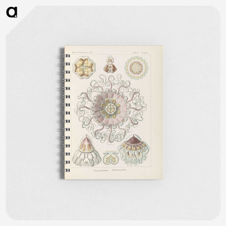 2-69_Ernst-Haeckel_memo