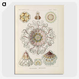 2-69_Ernst-Haeckel_picture-crop