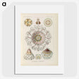 2-69_Ernst-Haeckel_picture