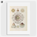 2-69_Ernst-Haeckel_picture
