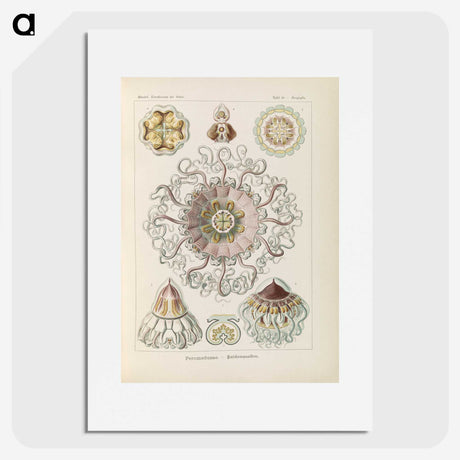 2-69_Ernst-Haeckel_picture
