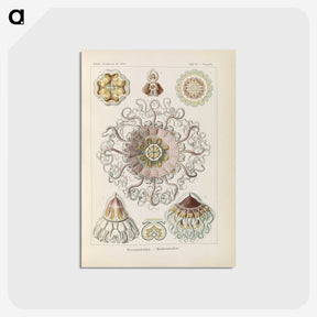 2-69_Ernst-Haeckel_postcard